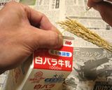コーヒーの葉を使って炊いたバケツ稲作り方2写真