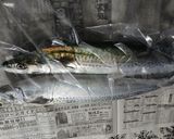 サゴシ竜田揚げ作り方1写真