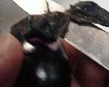 秋刀魚ﾜﾝﾀﾝ揚げ作り方2写真