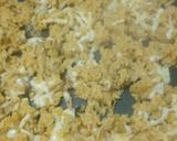 ★〆は焼き飯♪コチュジャンＤＥ鶏焼き鍋★作り方7写真
