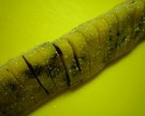 美味♪チョコチップアイスボックスクッキー作り方10写真