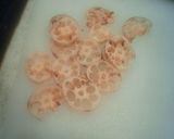 フライパン１つで❀めんつゆの和風パスタ作り方7写真