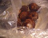 鶏皮でコク味ＵＰ☆里芋の煮こっろがし作り方1写真