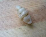 チョロギの甘酢漬けと梅酢漬け作り方3写真