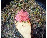 大根葉＆じゃこ＆鰹節の♪ふりかけ♪作り方5写真