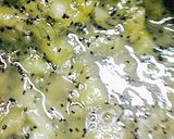 ももも流♪プッチプチ♪キュウイジャム♪作り方4写真
