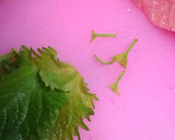 簡単１品★鶏ささみの梅しそチーズ巻き！作り方4写真