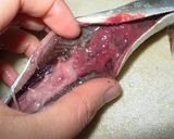 さんまの内臓を綺麗に取り除こう!作り方5写真