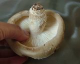 誰にでも簡単！椎茸の軸取り作り方1写真