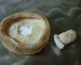 誰にでも簡単！椎茸の軸取り作り方2写真