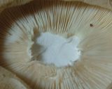誰にでも簡単！椎茸の軸取り作り方3写真