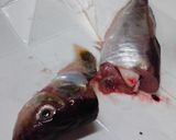 ハタハタ(オス)の保存法作り方1写真