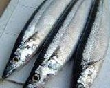 旬の秋刀魚は、トロの味作り方1写真