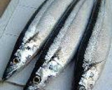 旬の秋刀魚は、トロの味作り方1写真