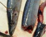 旬の秋刀魚は、トロの味作り方2写真