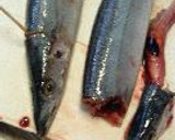 旬の秋刀魚は、トロの味作り方2写真