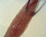 旬の秋刀魚は、トロの味作り方7写真