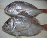 O御節（鯛の塩焼き）作り方4写真