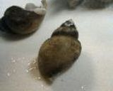 夏をあきらめて・・・・作り方1写真
