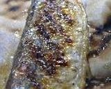 夏をあきらめて・・・・作り方35写真