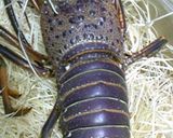 伊勢海老のマヨネーズ焼き作り方1写真
