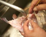 真鯛の潮汁(アラ汁)作り方3写真
