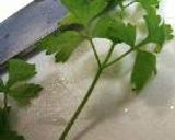 とまとりぞっと。作り方12写真
