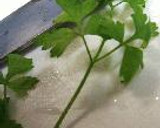 とまとりぞっと。作り方12写真