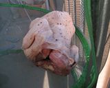 【SE】2009年版！丸鳥ローストチキン作り方2写真
