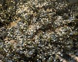 大量消費　大葉（シソ）の佃煮作り方3写真