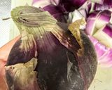 紫玉ねぎの玉ねぎ麹作り方1写真