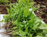 菜っ葉を美味しく (大根の葉)作り方2写真
