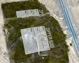 生めかぶ茎わかめ処理方法（身内専用）作り方31写真