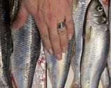 ニシンのシンプルな塩焼き作り方1写真