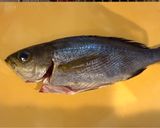 釣って来たイサキの卵で明太子に作り方2写真