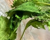 簡単　和風豚肉とレタスえのきのパスタ作り方7写真