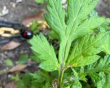 ヨモギ（蓬）🍃オイル※顔用作り方1写真