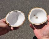 【３秒！】ココナッツの割り方🥥安全🏝️確実作り方4写真