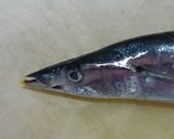 旬の秋刀魚をフライパンで焼いてみました作り方1写真