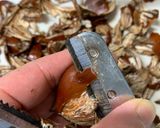 成功率の高い！栗の渋皮煮作り方1写真