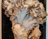 焼ききのこと鶏肉のスープ〜バルサミコ仕立て〜作り方1写真