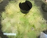 毎日食べたい蒸しキャベツ作り方5写真