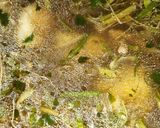 置賜地方の(実家の)雑煮作り方4写真