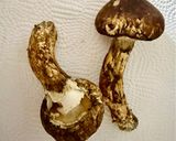 まつたけ！お吸い物の素で炊き込みご飯作り方1写真