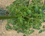 ボルゲーゼ🍅の自家製セミドライトマト作り方16写真