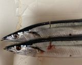わたぬき裏技！秋刀魚の塩焼き作り方1写真