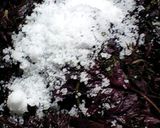 今年の梅干し(覚書)作り方11写真