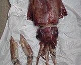 これもイカ飯♪炊き込みおこわ作り方11写真