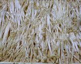 簡単おうちでナメタケ作り方1写真