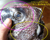 美味しく作ろう【鯛のあら炊き】処理付作り方8写真